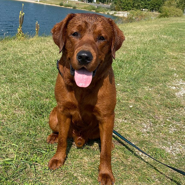 besuchshund-duke